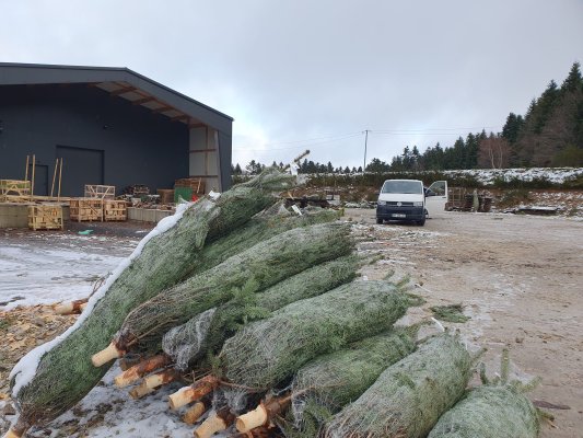Vente de sapins de Noël 