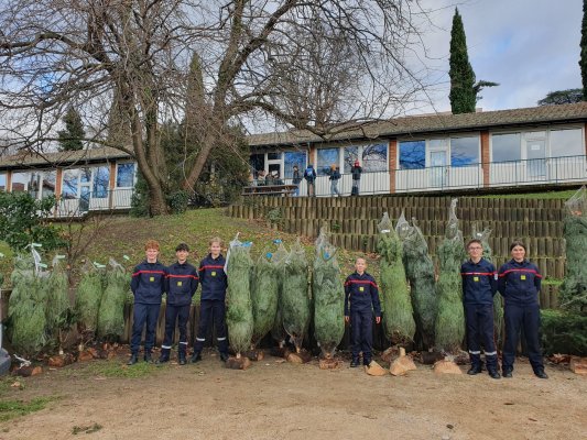 Vente de sapins de Noël 